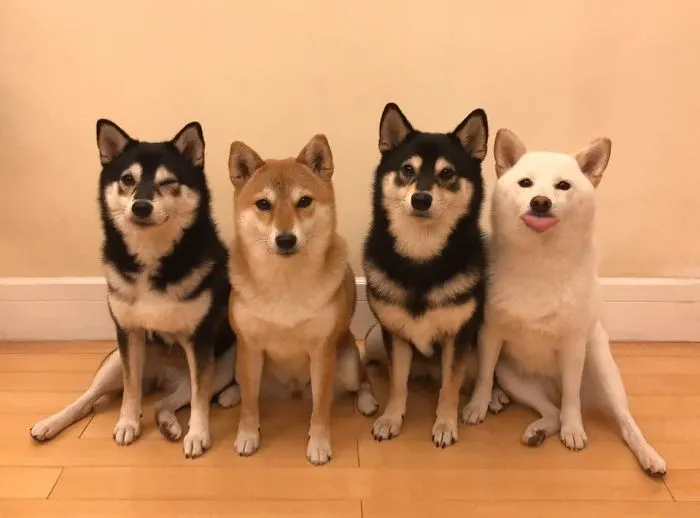 Este shiba inu se vuelve viral por "arruinar" constantemente las fotos en grupo