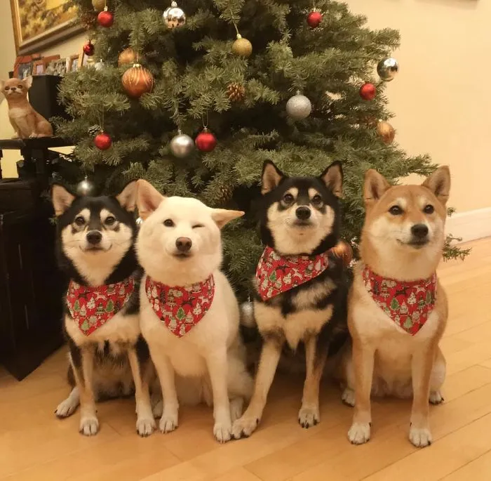 Este shiba inu se vuelve viral por "arruinar" constantemente las fotos en grupo