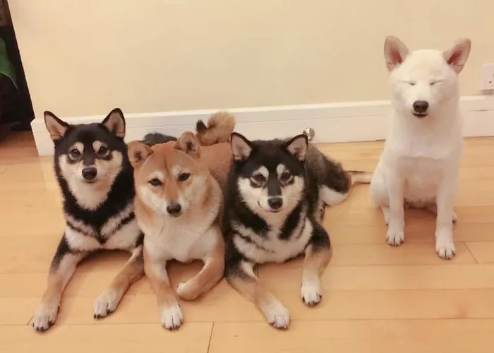 Este shiba inu se vuelve viral por "arruinar" constantemente las fotos en grupo