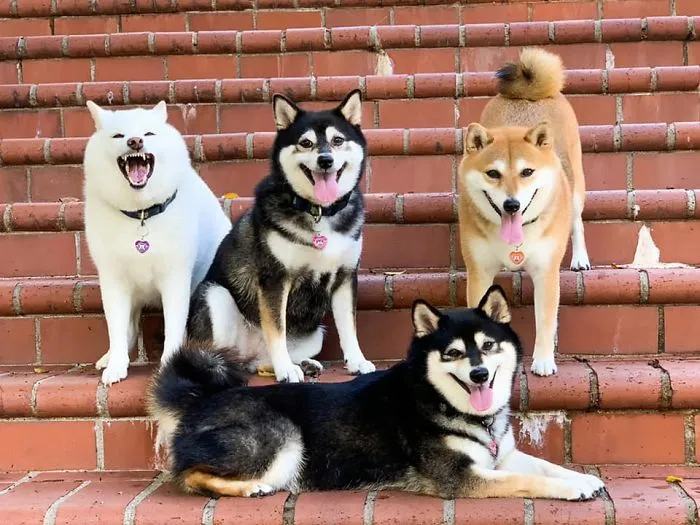 Funny-Photobombing-Shiba-Inu-Dog-Photos