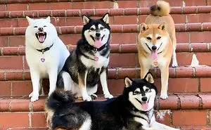 'We All Have This Friend': Shiba Inu Goes Viral For Constantly Ruining Group Pics