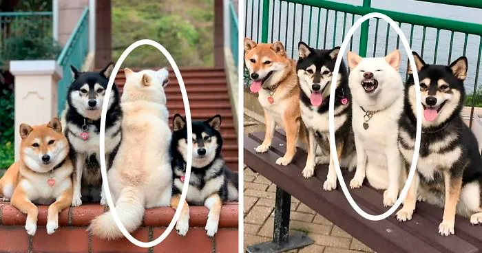 Este shiba inu se vuelve viral por "arruinar" constantemente las fotos en grupo