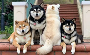 'We All Have This Friend': Shiba Inu Goes Viral For Constantly Ruining Group Pics