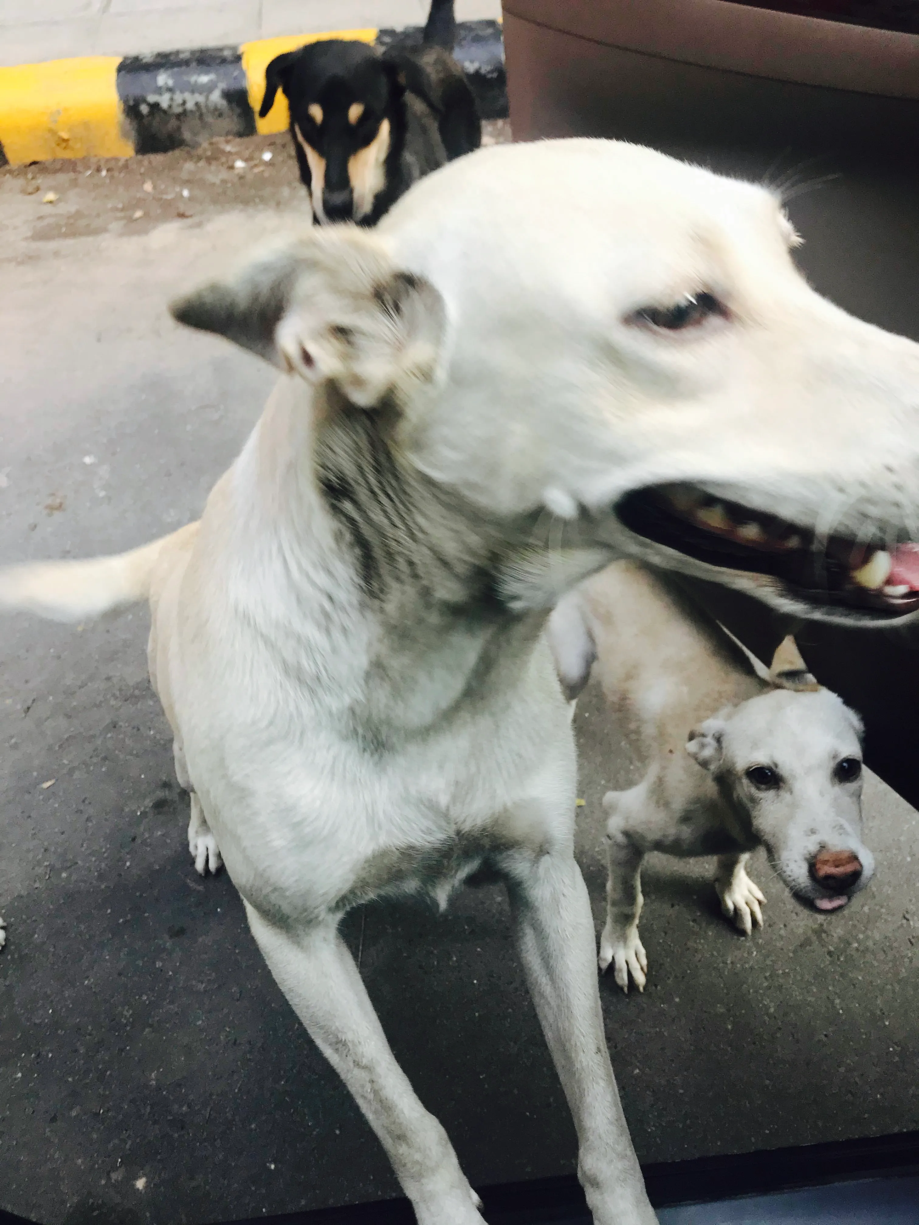 I Feed 60 Street Dog In Delhi Here Are A Few..