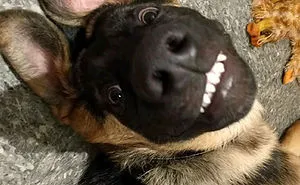 Heheh The Funniest Pics