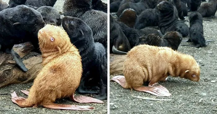 This "Ugly Duckling" Ginger Seal Became An Outcast In His Colony For His Unusual Looks
