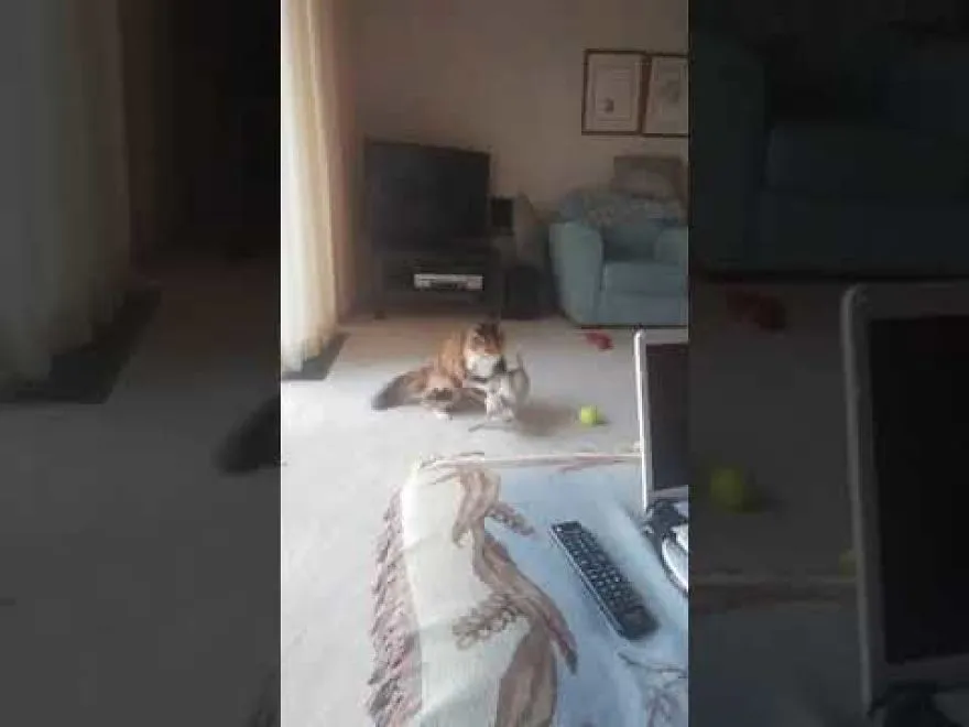 Kat Dojo