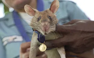Meet Magawa, The Landmine-Detecting Rat Who Just Received The PDSA Gold Medal For Exceptional Bravery