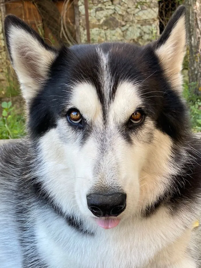 Bong, 4.5 Years Old