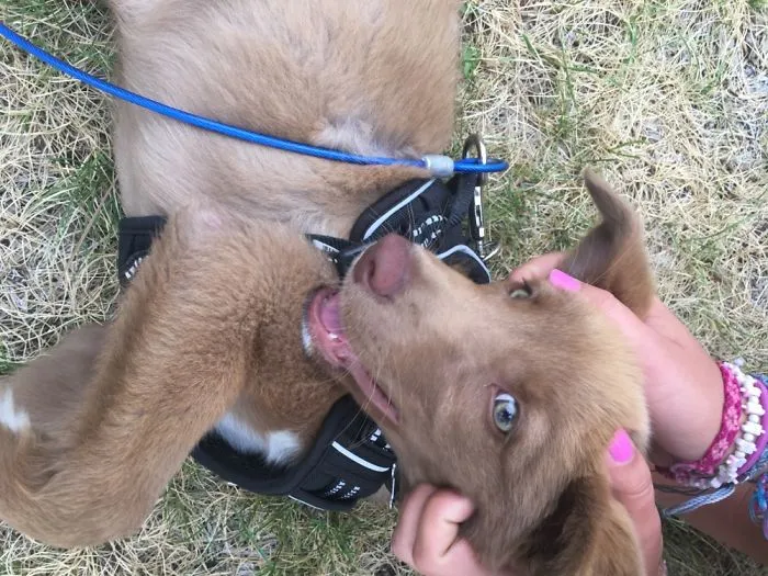 Crazy Silly Dog