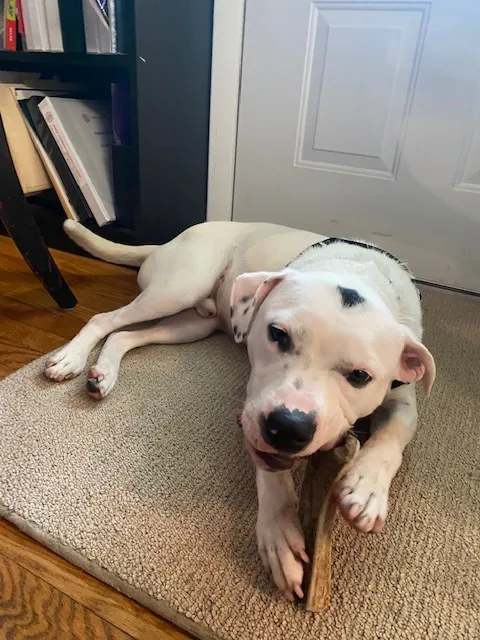 My Dog Basil