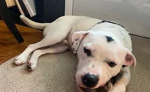 My Dog Basil