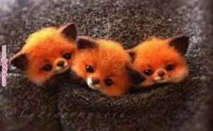 The Cutest Baby Animals You'll Ever See