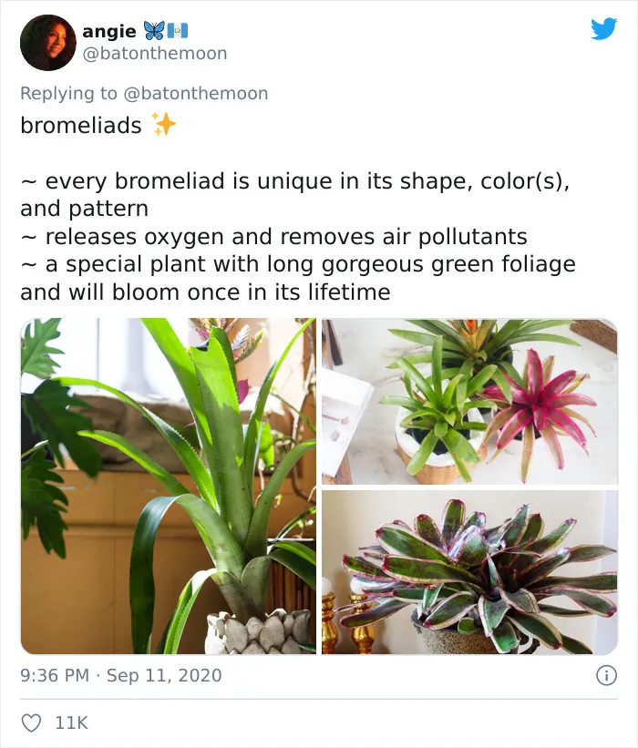 20 Indoor Plants For People Who Tend To Kill Them Off By Accident
