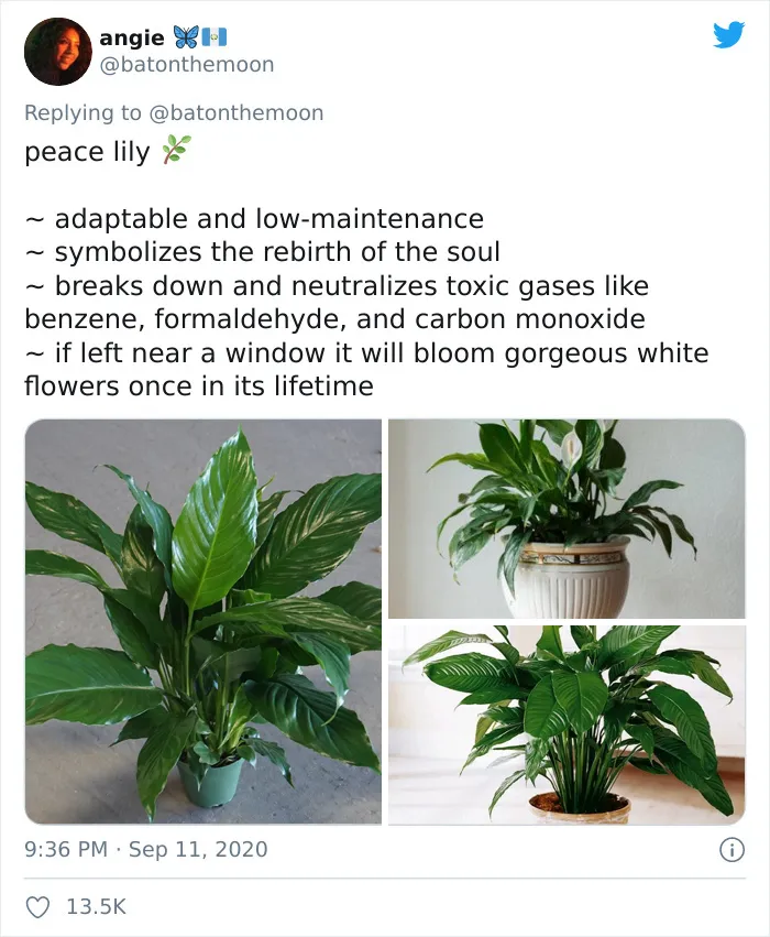 20 Indoor Plants For People Who Tend To Kill Them Off By Accident
