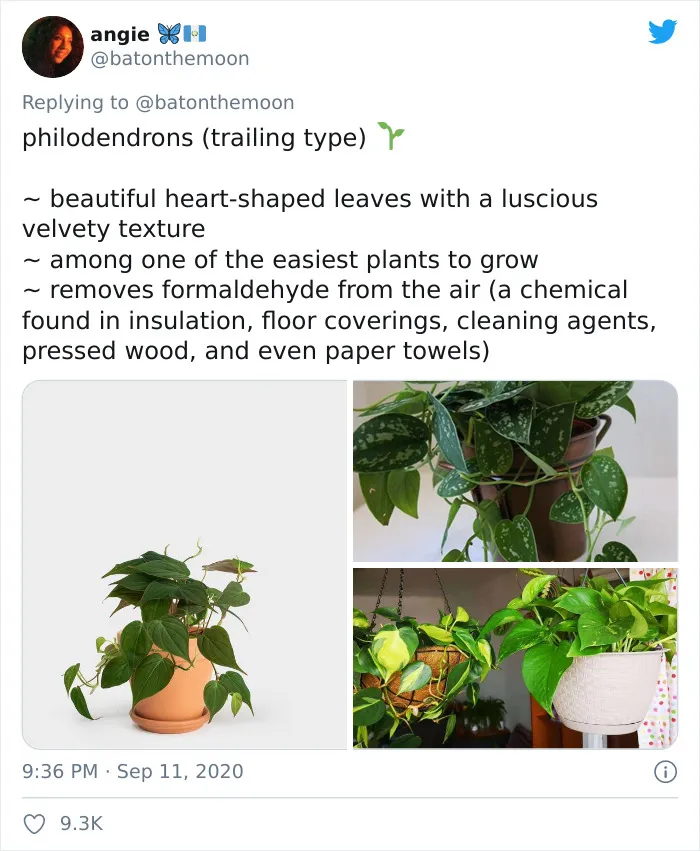 20 Indoor Plants For People Who Tend To Kill Them Off By Accident