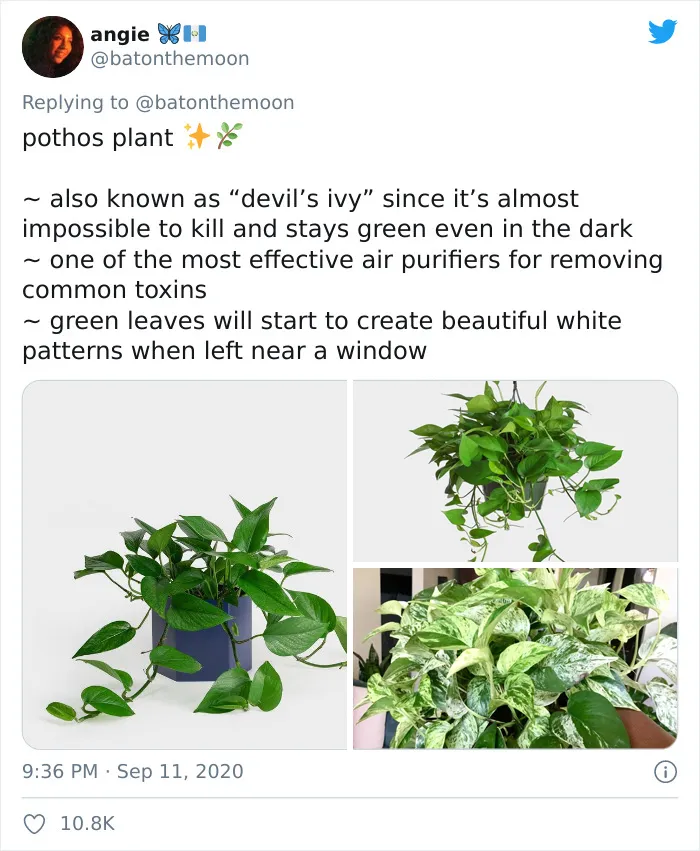 20 Indoor Plants For People Who Tend To Kill Them Off By Accident