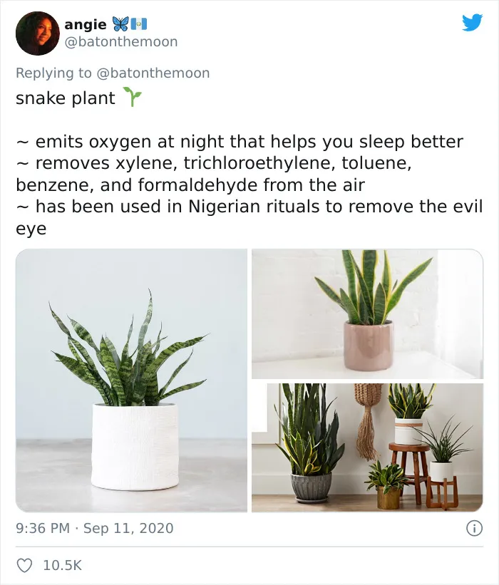 20 Indoor Plants For People Who Tend To Kill Them Off By Accident