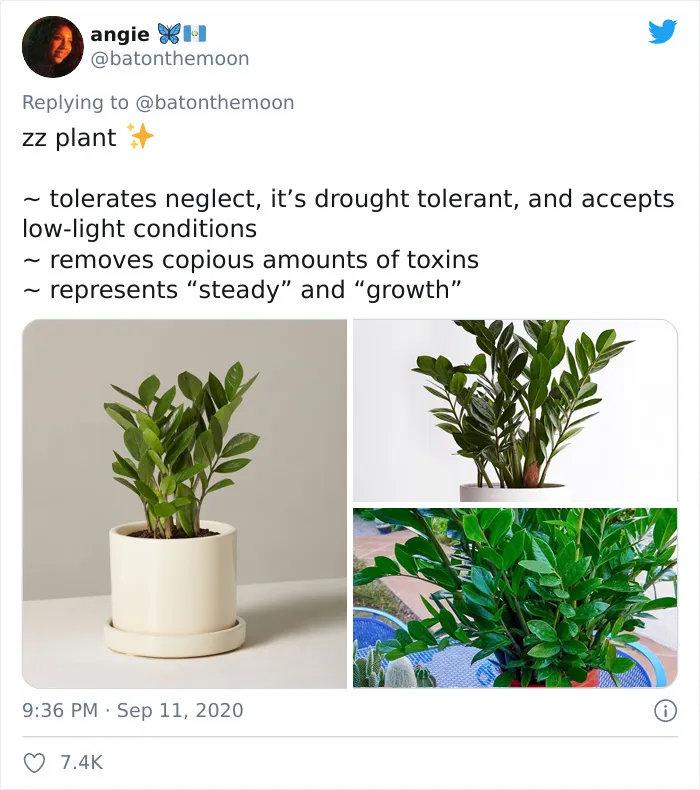 20 Indoor Plants For People Who Tend To Kill Them Off By Accident
