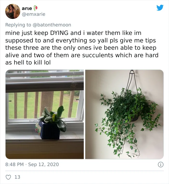 20 Indoor Plants For People Who Tend To Kill Them Off By Accident