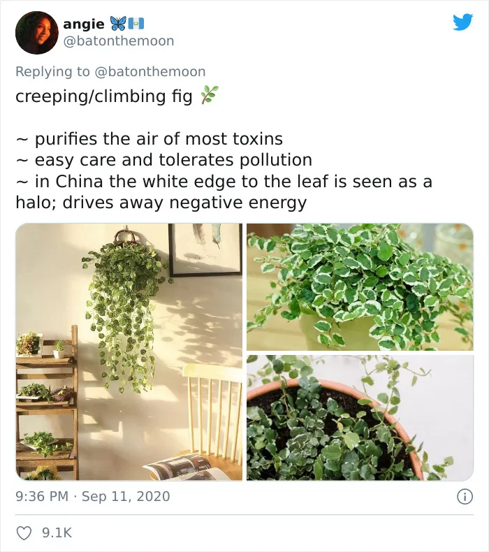20 Indoor Plants For People Who Tend To Kill Them Off By Accident