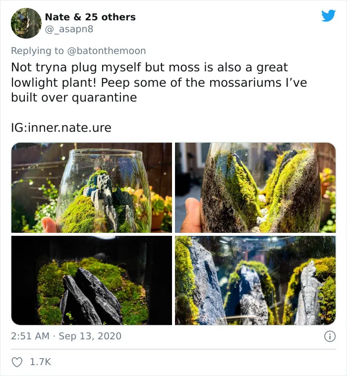 20 Indoor Plants For People Who Tend To Kill Them Off By Accident