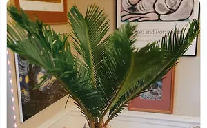 20 Indoor Plants For People Who Tend To Kill Them Off By Accident