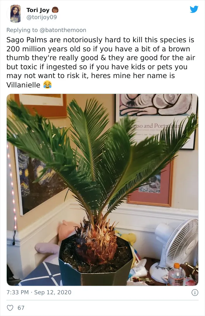 20 Indoor Plants For People Who Tend To Kill Them Off By Accident