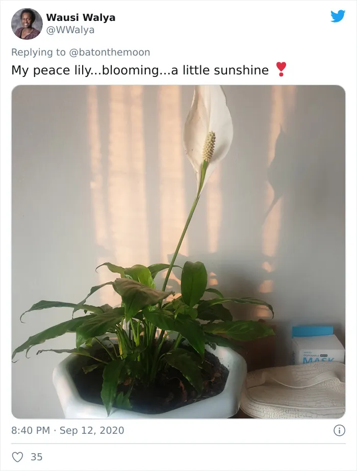 20 Indoor Plants For People Who Tend To Kill Them Off By Accident