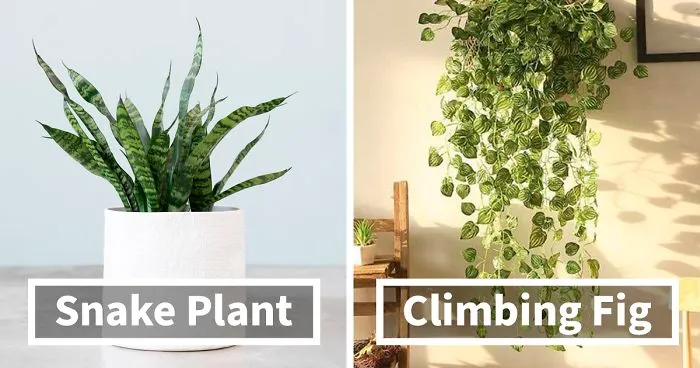 20 Indoor Plants For People Who Tend To Kill Them Off By Accident