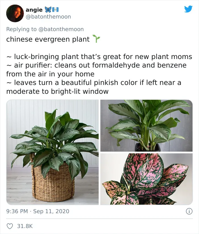 20 Indoor Plants For People Who Tend To Kill Them Off By Accident