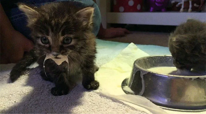 Greatest Milk Mustache Of All Time