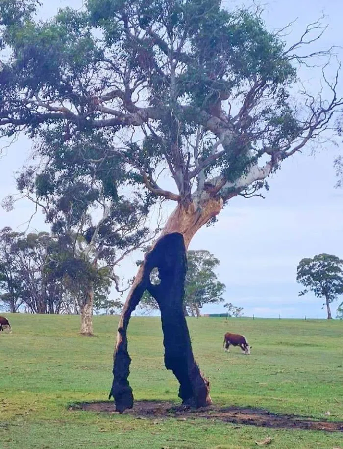 Este árbol se quemó en un incendio, pero sigue viviendo