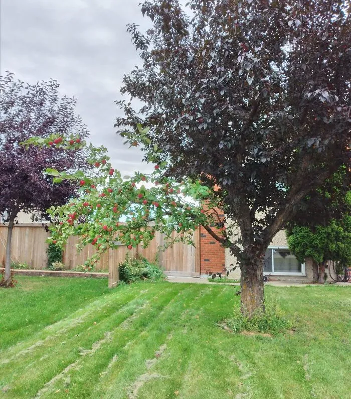 Este es un árbol cualquiera, pero tiene una rama de manzano injertada