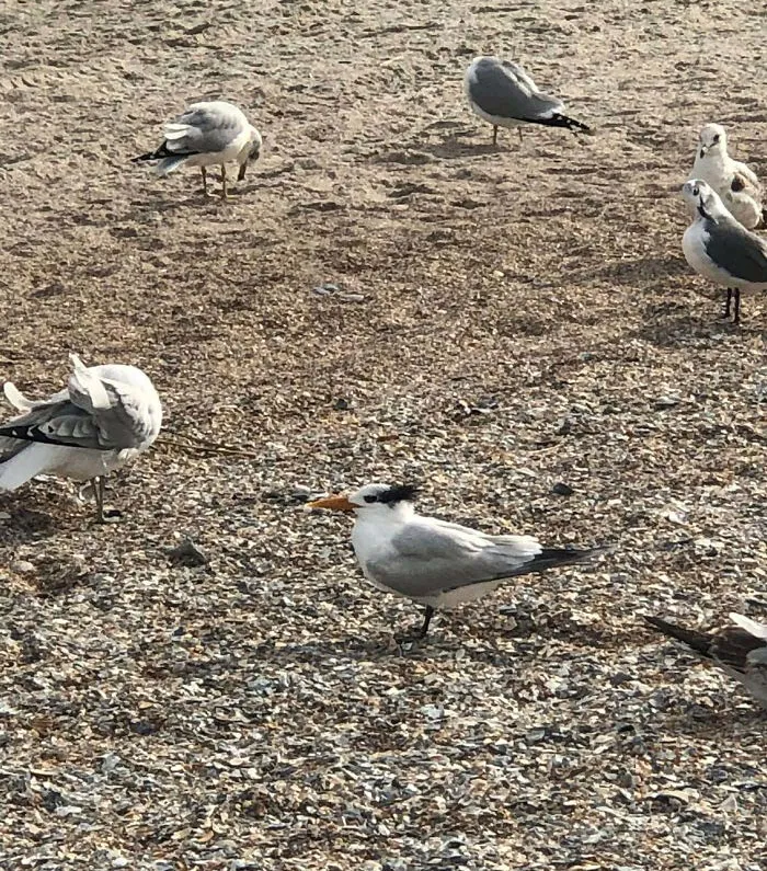 Gaviota que parece Danny DeVito