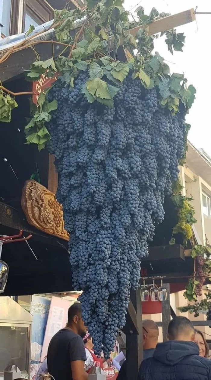 Racimos de uvas creciendo en un megarracimo