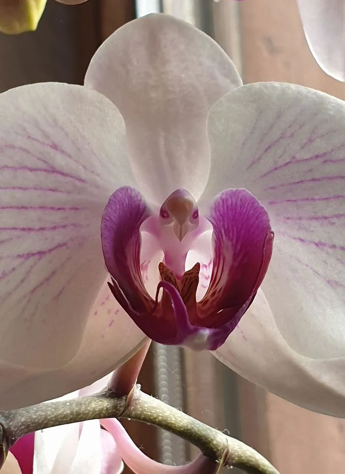 Orquídea que parece un águila