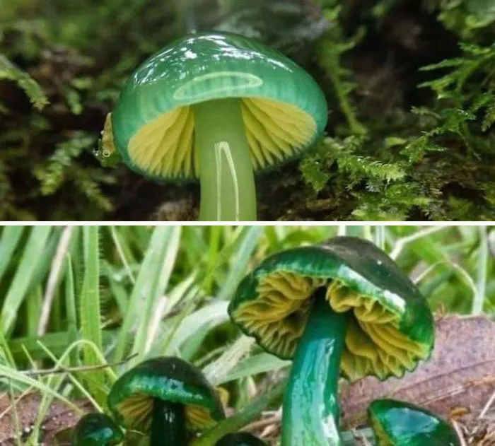 Seta higróforo verde, del norte de Europa