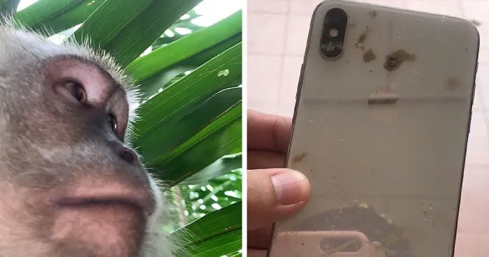 Monkey Steals Guy's Phone, ‘Takes' A Bunch Of Selfies, Also Manages To Get One ‘Artistic' Shot