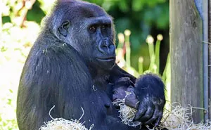 Mum Gorilla Who Lost Her Firstborn 1 Year Ago Gets Captured Cradling Her Month-Old Baby