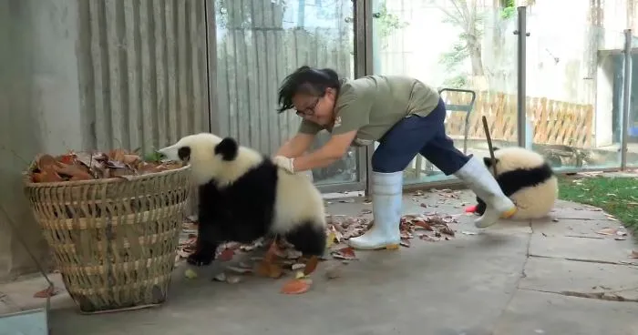 This Zookeeper Is Trying To Rake Leaves, But 2 Panda Cubs Have Other Ideas