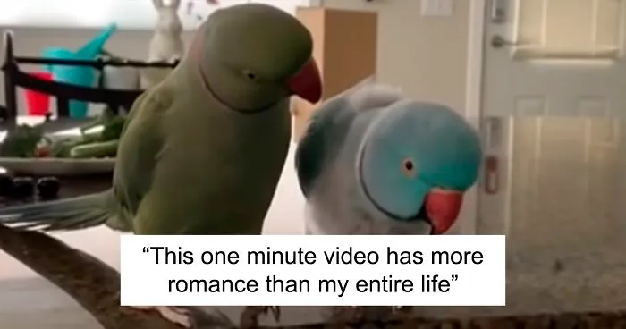 Watch These 2 Parrots Have The Most Adorable, Human-Like "Conversation"