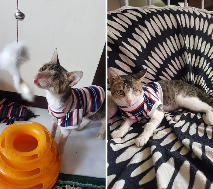 Stanley Update!  To Recap, Stanley Was A Stray Who Would Visit The House To Be Fed. He Sometimes Would Appear On The Windowsill Or The Balcony.