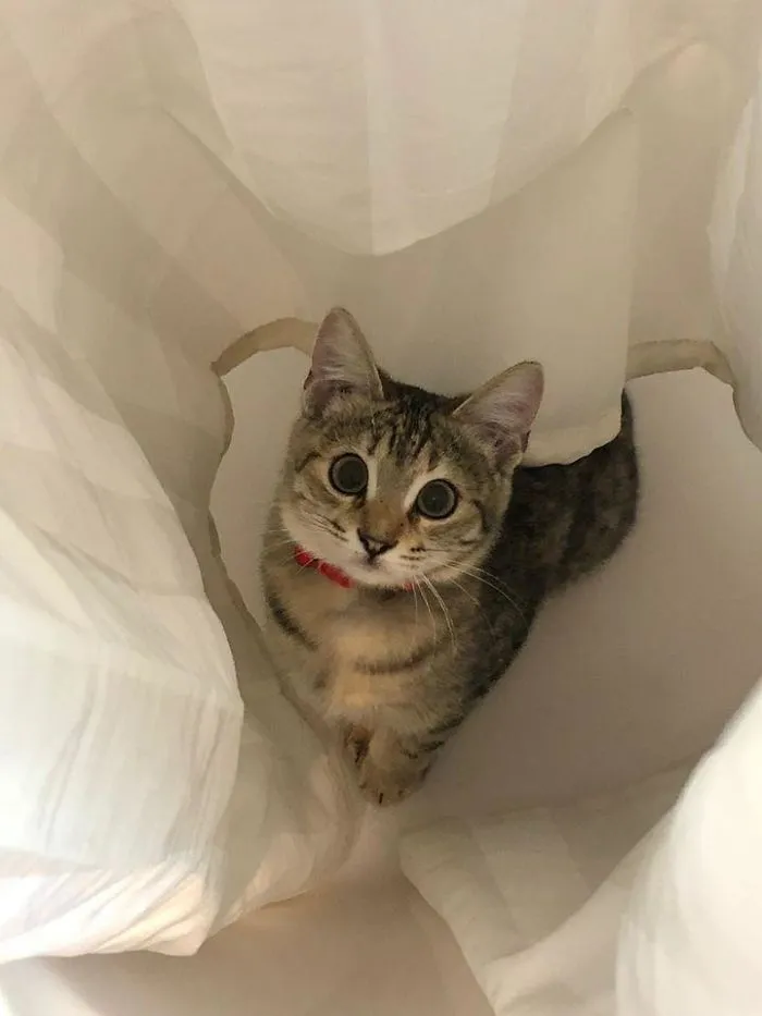 This Baby Kitty Was Not Our Cat