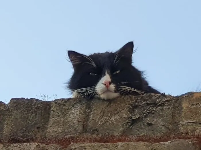 My House Not My Cat