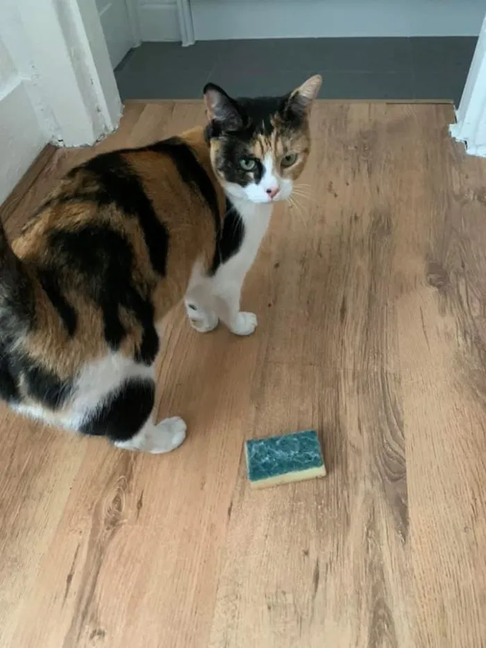 My House, Not My Cat (Or Sponge.) She Just Came Running Through The Garden And Into The House With This Thing In Her Mouth