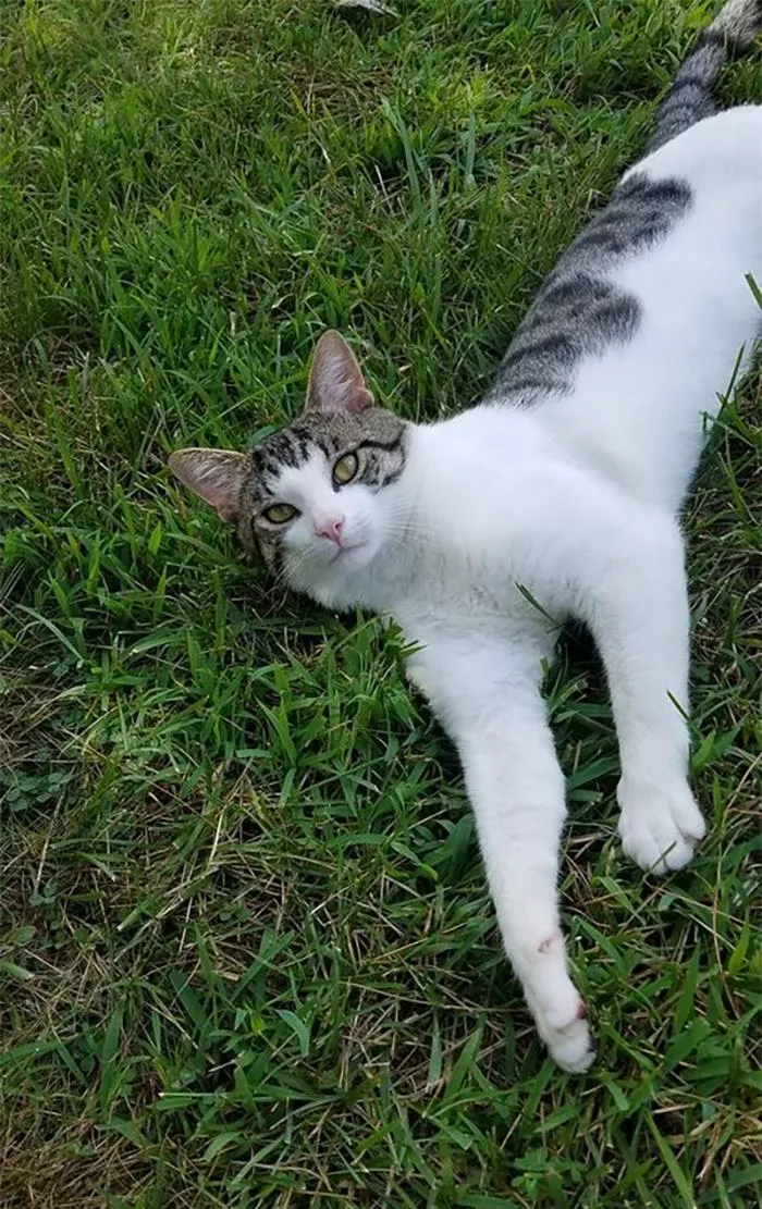 My House Not My Cat