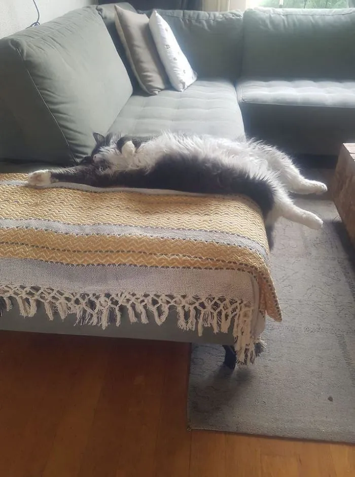 My Couch, Not My Cat. She Or He Is Since The Lockdown Every Day In Our House And Sometimes She Sleeps In Our Bed At Night. She Us So Kind And Love Her So Much