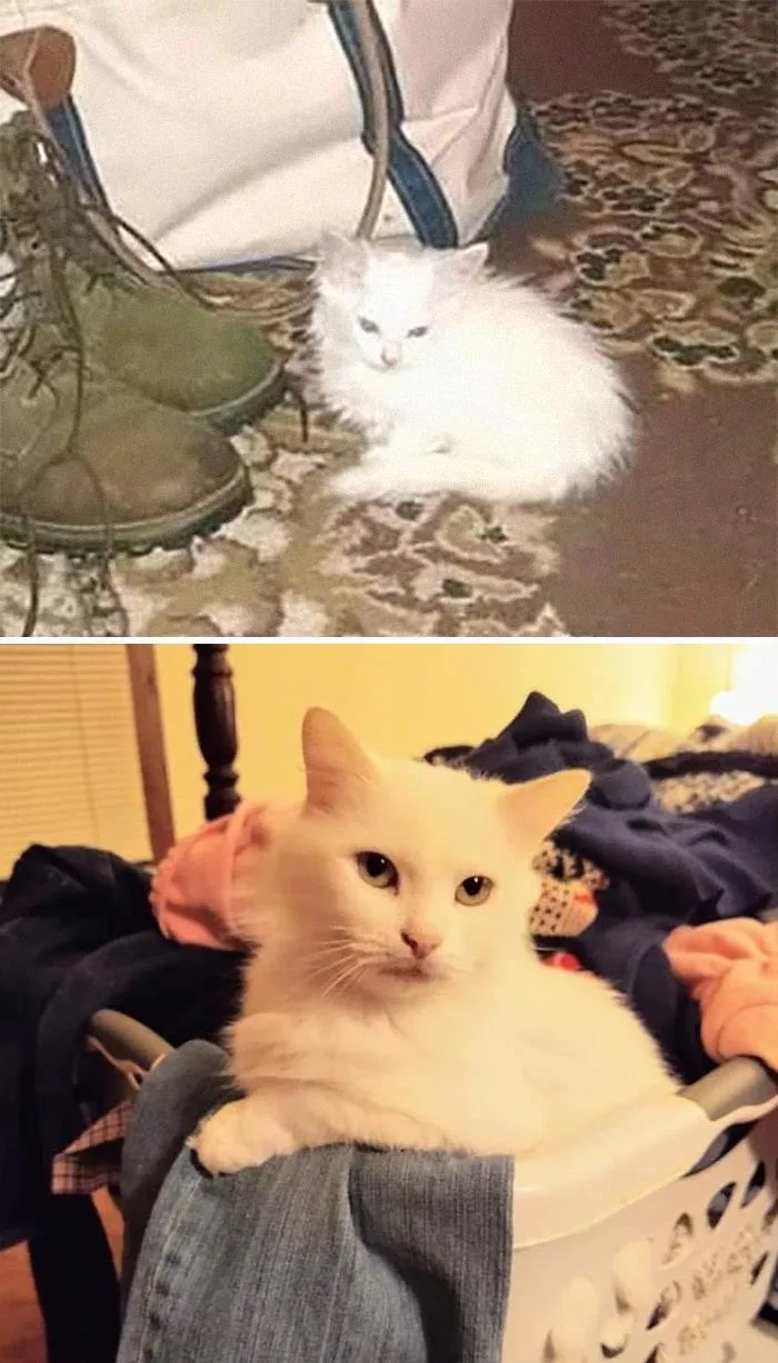 Close To Midnight Five Years Ago, I Was Startled By The Pathetic Mewling Of An Unhappy Kitty