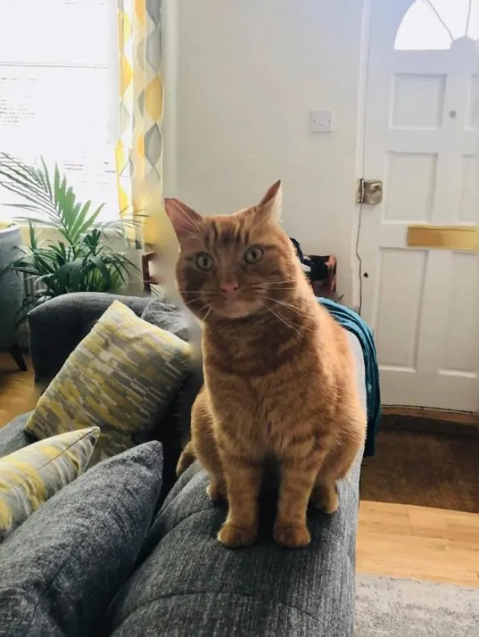 My House, Not My Cat! She Silently Followed Me Through The Front Door, Then Jumped On The Sofa. Took Me By Complete Surprise. No Collar, So I Decided To Call Her Miss Pring, As She Made The Loudest “Prrringg” Noise To Get My Attention!